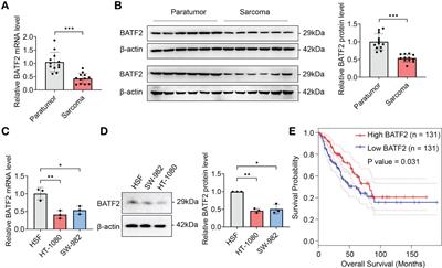 miR-939-3p induces sarcoma proliferation and poor prognosis via suppressing BATF2